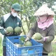 Tạo thương hiệu riêng cho nông sản Bình Phước