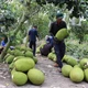 Chuyển trên 15.800 ha đất lúa kém hiệu quả sang trồng mít xuất khẩu