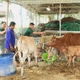 Đồng hành cùng người dân vùng biên phát triển kinh tế, gắn kết tình quân dân