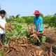 Mô hình liên kết '4 nhà': Bước ngoặt để ngành sắn phát triển bền vững