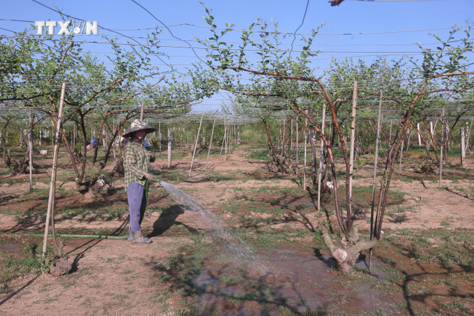 Bà Nguyễn Thị Vân áp dụng phương pháp trồng táo leo giàn để đạt năng suất, chất lượng của quả táo. Ảnh: Minh Thu - TTXVN vna_potal_nguoi_dan_trong_tao_bang_la_hai_phong_no_luc_khoi_phuc_san_xuat_7652480.jpg