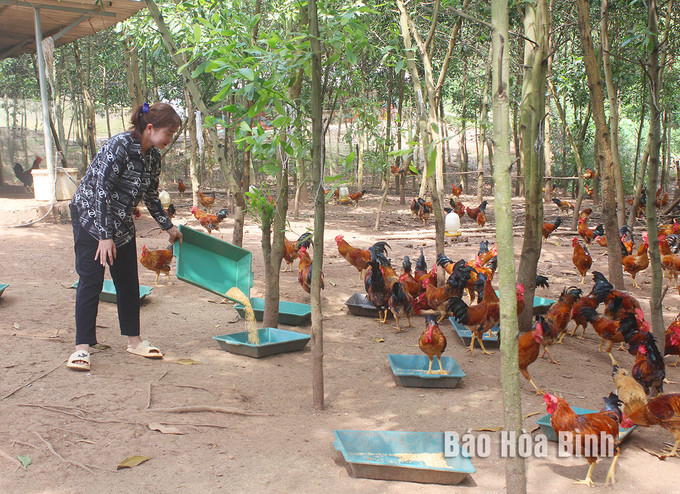 Nhờ vốn chính sách, hộ dân xã Quyết Thắng (Lạc Sơn) đầu tư nuôi gà thả vườn đem lại hiệu quả kinh tế cao. Ảnh: baohoabinh.com.vn dt_1612024643_img_0674.jpg