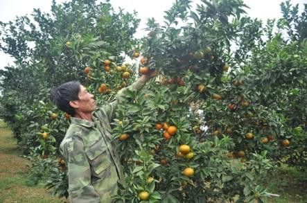 Gia đình ông Đỗ Bá Sơn, xã Bắc Phong, huyện Cao Phong, một trong những gia đình vay vốn chính sách, đang cho hiệu quả kinh tế từ trồng cam. Ảnh:hoabinh.gov.vn 14_Feb_2023_125515_GMT_15_111004_1110041453191043659.jpg