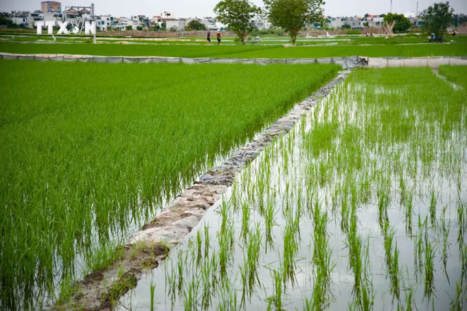 vna_potal_thai_binh_khan_truong_khac_phuc_anh_huong_bao_so_2_7499337.jpg