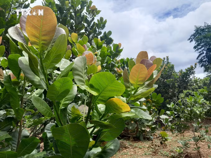 vna_potal_huyen_bu_dang_binh_phuoc_day_manh_san_xuat_dieu_sach_theo_huong_huu_co_organic_7607419.jpg