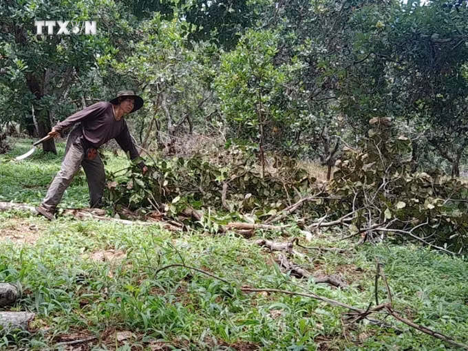 vna_potal_huyen_bu_dang_binh_phuoc_day_manh_san_xuat_dieu_sach_theo_huong_huu_co_organic_7607425.jpg