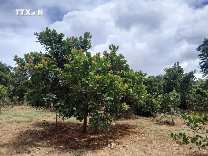 vna_potal_huyen_bu_dang_binh_phuoc_day_manh_san_xuat_dieu_sach_theo_huong_huu_co_organic_7607426.jpg