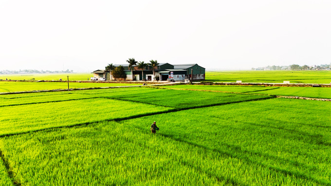 Những hạt ngọc trời trên cánh đồng Mường Thanh đang ngày càng được nâng cao chất lượng để tiếp tục khẳng định vững chắc thương hiệu Gạo Điện Biên trên bản đồ lúa gạo Việt Nam. Ảnh: Hương Hiền DJI_20240326164557_0098_D.JPG