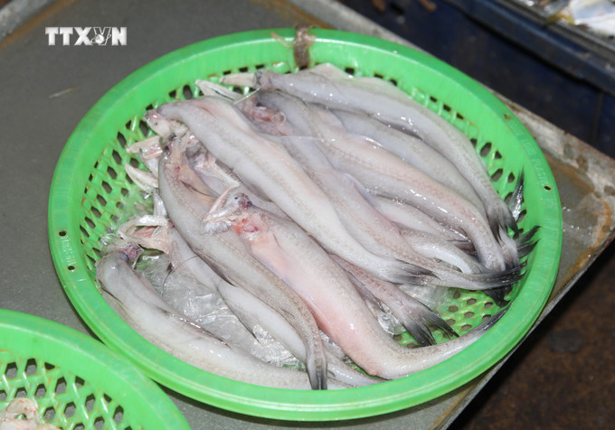 Cá cháo có thân hình tròn, thon dài, thịt trắng hồng, không có vảy, tựa như những củ khoai. Ảnh: Xuân Tiến - TTXVN vna_potal_canh_ca_chao_-_mon_an_dac_trung_cua_nguoi_dan_xu_bien_dien_chau_nghe_an_7703260.jpg