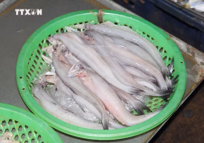 vna_potal_canh_ca_chao_-_mon_an_dac_trung_cua_nguoi_dan_xu_bien_dien_chau_nghe_an_7703260.jpg