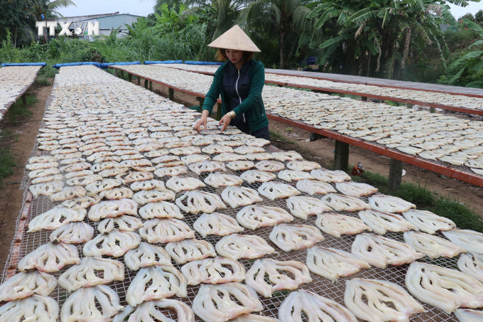 Phơi khô cá lóc của Cơ sở sản xuất Út Trinh ở ấp Phú Thọ A, xã Phú Thọ huyện Tam Nông, tỉnh Đồng Tháp. Ảnh : Nguyễn Văn Trí - TTXVN vna_potal_nhon_nhip_lang_nghe_lam_kho_ca_loc_phuc_vu_tet_o_phu_tho_dong_thap_7760407.jpg