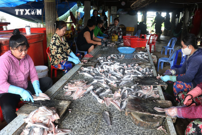 Công đoạn sơ chế sản phẩm của Cơ sở sản xuất khô cá lóc Út Trinh ở ấp Phú Thọ A, xã Phú Thọ huyện Tam Nông, tỉnh Đồng Tháp. Ảnh : Nguyễn Văn Trí - TTXVN vna_potal_nhon_nhip_lang_nghe_lam_kho_ca_loc_phuc_vu_tet_o_phu_tho_dong_thap_7760400.jpg
