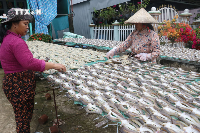 Công đoạn đảo cá phơi nắng của Cơ sở sản xuất khô Thanh Ngân ở xã Phú Thọ huyện Tam Nông, tỉnh Đồng Tháp. Ảnh: Nguyễn Văn Trí - TTXVN vna_potal_nhon_nhip_lang_nghe_lam_kho_ca_loc_phuc_vu_tet_o_phu_tho_dong_thap_7760403.jpg