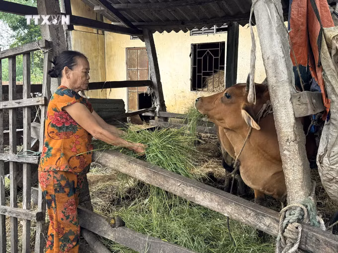 vna_potal_quang_ngai_tang_cuong_truyen_thong_de_giam_ngheo_ben_vung_7698176.jpg