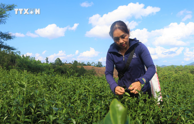 Nông dân xã Bạch Đằng (Hòa An, Cao Bằng) thu hoạch chè. Ảnh: Chu Hiệu - TTXVN vna_potal_tiem_nang_san_xuat_che_o_cao_bang_6890989.jpg