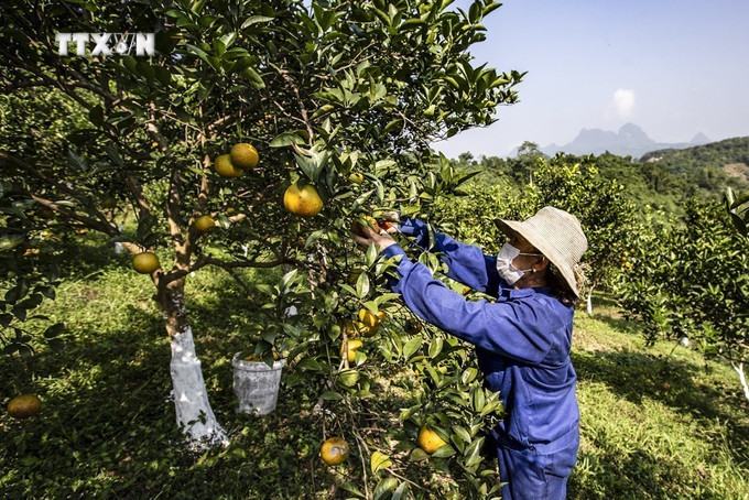 Thành viên HTX 3T Farm huyện Cao Phong thu hoạch cam. Ảnh: Trọng Đạt - TTXVN vna_potal_vung_trong_cam_cao_phong_vao_vu_thu_hoach_7102433.jpg