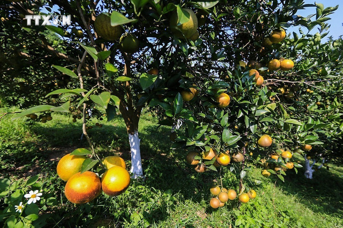 Vườn cam của HTX 3T Farm huyện Cao Phong (Hòa Bình). Ảnh: Trọng Đạt - TTXVN vna_potal_vung_trong_cam_cao_phong_vao_vu_thu_hoach_7102466.jpg
