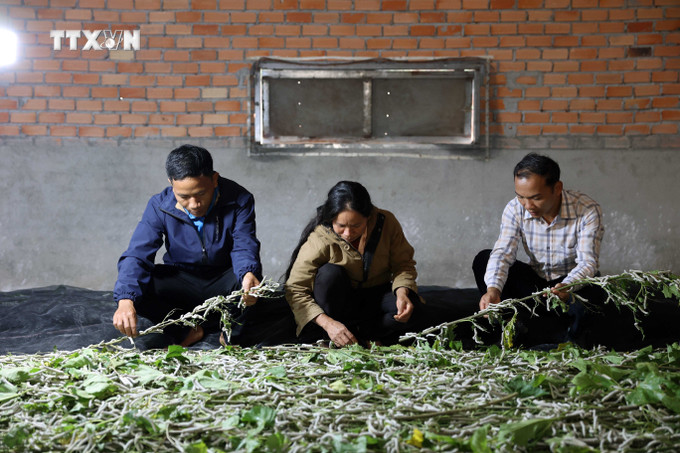 Gia đình chị H’Liêm là một trong số các hộ gia đình người Mạ tiên phong học nghề trồng dâu, nuôi tằm. Ảnh: Hưng Thịnh – TTXVN vna_potal_nguoi_ma_o_quang_khe_dak_nong_thoat_ngheo_nho_trong_dau_nuoi_tam_7700296.jpg