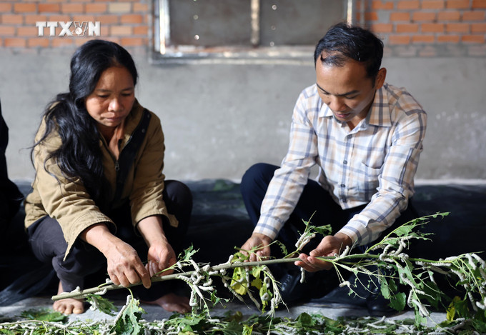 Chị H’Liêm trao đổi kinh nghiệm nuôi tằm với lãnh đạo Phòng Lao động, Thương binh và Xã hội huyện Đắk Glong, tỉnh Đắk Nông. Ảnh: Hưng Thịnh – TTXVN vna_potal_nguoi_ma_o_quang_khe_dak_nong_thoat_ngheo_nho_trong_dau_nuoi_tam_7700291.jpg