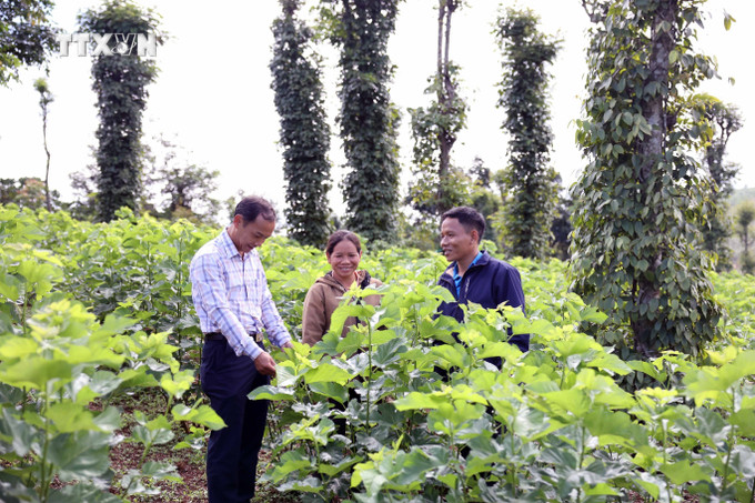 Nhiều hộ đồng bào dân tộc Mạ tại xã Quảng Khê, huyện Đắk Glong, tỉnh Đắk Nông đã thoát nghèo nhờ trồng dâu, nuôi tằm. Ảnh: Hưng Thịnh – TTXVN vna_potal_nguoi_ma_o_quang_khe_dak_nong_thoat_ngheo_nho_trong_dau_nuoi_tam_7700290 (1).jpg
