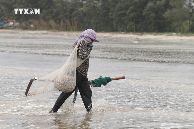 Thu hoạch dắt biển. Ảnh: Xuân Tiến - TTXVN vna_potal_ngu_dan_cac_lang_bien_nghe_an_tat_bat_cao_dat_mua_bien_dong_7716847.jpg