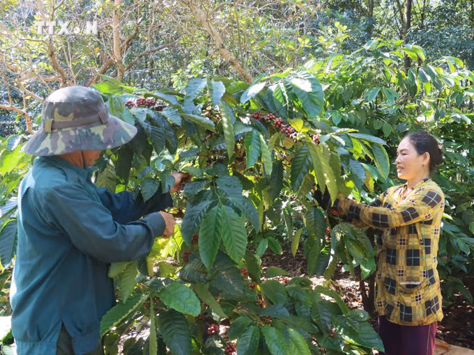 vna_potal_nong_dan_trong_ca_phe_o_binh_phuoc_phan_khoi_vao_vu_thu_hoach_7073883.jpg