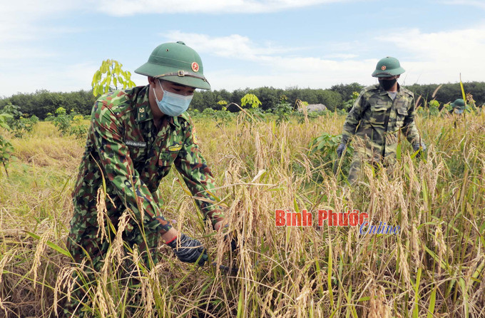 Bộ đội biên phòng giúp nhân dân xã Lộc Thiện, huyện Lộc Ninh thu hoạch lúa. Ảnh: baobinhphuoc.com.vn z4401402603473_7c89e75741a5503cc4f3542abddf71b7_05530504062023.jpg