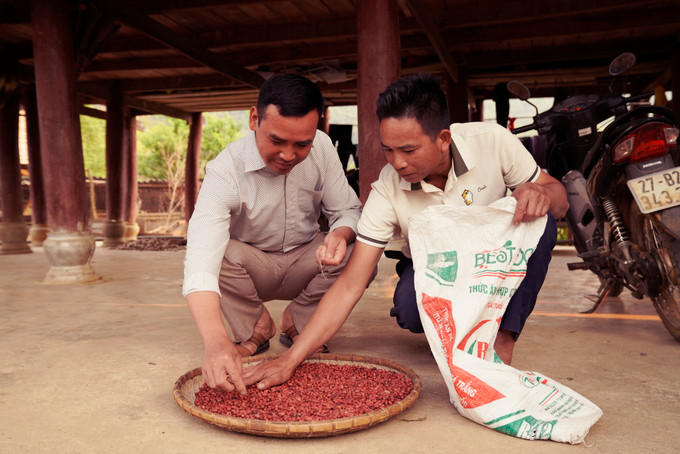 Lạc Na Son luôn được thu mua tận nơi nên bà con không lo lắng về thị trường tiêu thụ. Ảnh: Hương Hiền _DUC8943.JPG