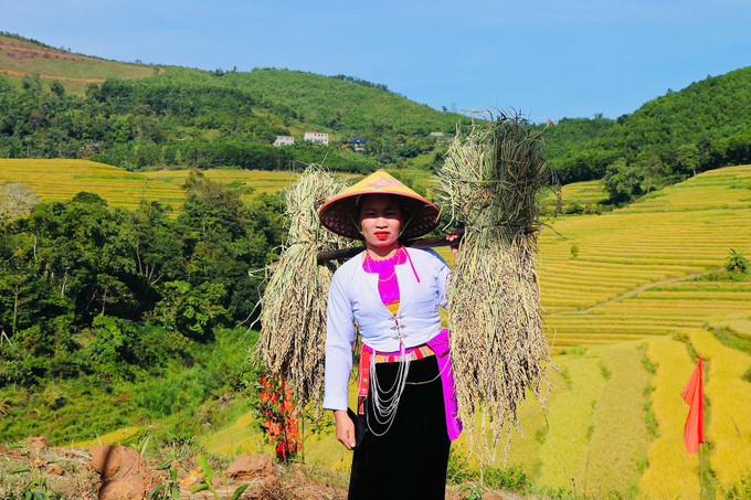Những bó lúa mới được thu hoạch từ những thửa ruộng bậc thang hùng vĩ được bà con ở Miền Đồi trân trọng dâng lên lễ cúng. Ảnh: Thanh Hải z5974581888656_c263edc24bb753bef45cc79e0aa7e78c.jpg