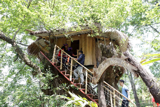 Những ngôi nhà "tổ chim" độc đáo có một không hai được làm trên các cây cổ thụ để phục vụ du khách ở bản Sin Suối Hồ. Ảnh: Quý Trung 10-sin suoi ho-quy trung.jpg