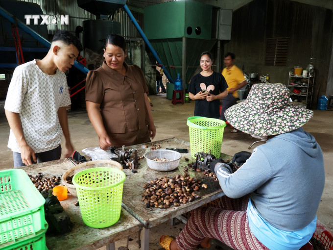 Chị Thị Khưi (thứ 2, từ trái qua) hướng dẫn người lao động làm việc tại Hợp tác xã Nông nghiệp điều hữu cơ Trảng cỏ Bù Lạch. Ảnh: K GỬIH - TTXVN vna_potal_nguoi_phu_nu_dan_toc_thieu_so_tam_huyet_voi_nong_nghiep_sach_7637985.jpg