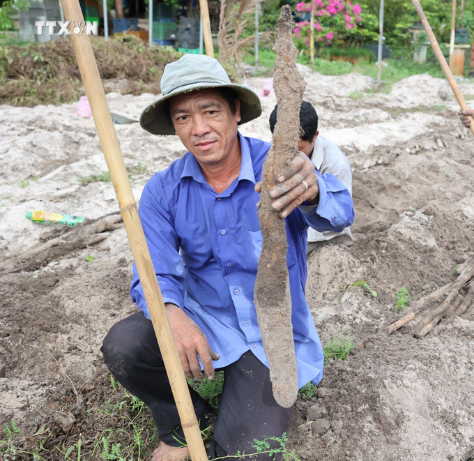 Ông Đinh Công Trường tại ấp Hội Mỹ, xã Phước Hội (Đất Đỏ, Bà Rịa-Vũng Tàu) thu hoạch khoai mài. Ảnh: Hoàng Nhị - TTXVN vna_potal_nong_dan_ba_ria-vung_tau_on_dinh_kinh_te_nho_trong_khoai_mai_tren_dat_cat__7628158.jpg