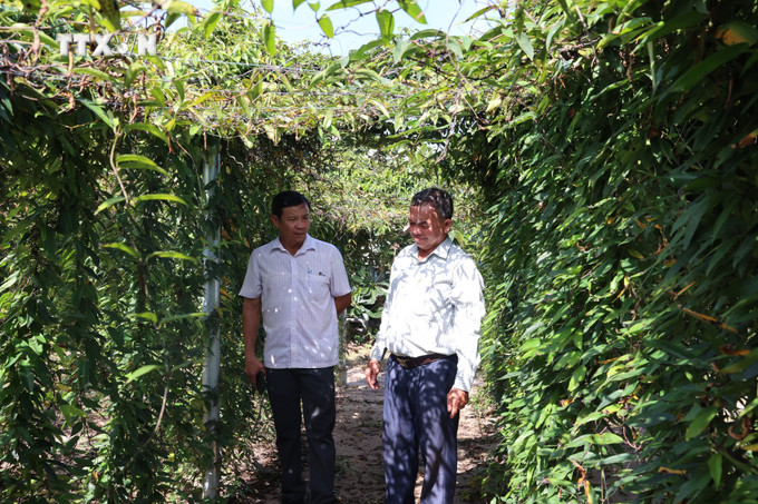 Ông Châu Văn Trung, Chủ tịch Hội Nông dân xã Phước Hội (Đất Đỏ, Bà Rịa-Vũng Tàu) tham quan vườn khoai mài của ông Đặng Văn Trung tại ấp Tân Hội, xã Phước Hội. Ảnh: Hoàng Nhị - TTXVN vna_potal_nong_dan_ba_ria-vung_tau_on_dinh_kinh_te_nho_trong_khoai_mai_tren_dat_cat__7628159.jpg