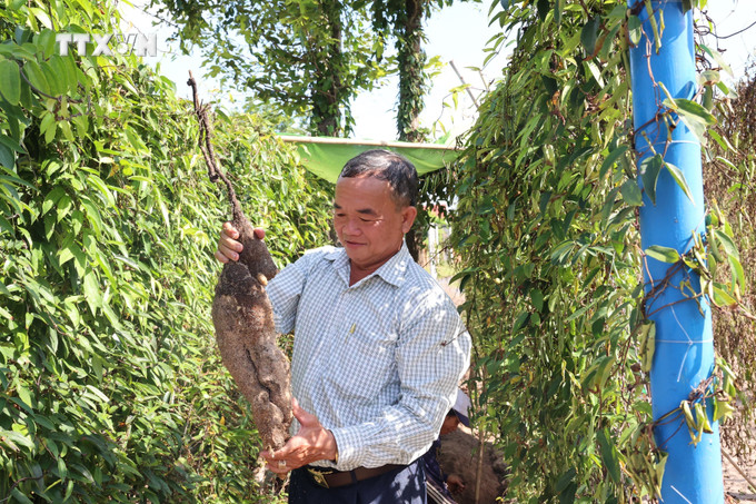 Ông Đặng Văn Trung, ấp Tân Hội, xã Phước Hội (Đất Đỏ, Bà Rịa-Vũng Tàu) thu hoạch khoai mài. Ảnh: Hoàng Nhị - TTXVN vna_potal_nong_dan_ba_ria-vung_tau_on_dinh_kinh_te_nho_trong_khoai_mai_tren_dat_cat__7628157.jpg