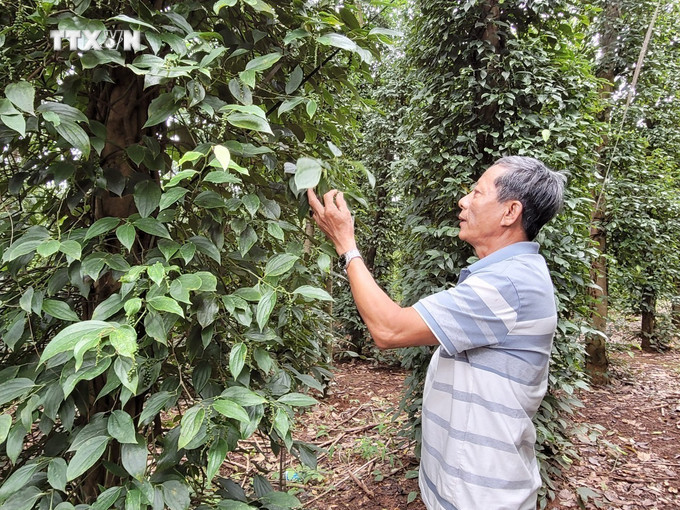 Vườn tiêu tại xã Bình Giã (Châu Đức, Bà Rịa-Vũng Tàu) tỷ lệ đậu trái ít, dự kiến giảm hơn 50% sản lượng so với vụ năm ngoái. Ảnh: Hoàng Nhị - TTXVN vna_potal_nguy_co_tieu_mat_mua_tai_ba_ria-vung_tau_7667516.jpg