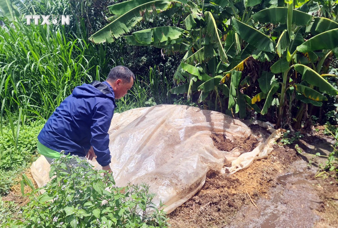 Do không có nơi để tiêu hủy, ông Nguyễn Đình Hương ở thôn Lạc Trường, xã Tu Tra đã phải chôn con bò trong vườn nhà mình. Ảnh: Chu Quốc Hùng - TTXVN vna_potal_bo_tiep_tuc_chet_hang_loat_chua_ro_nguyen_nhan_o_vung_bo_sua_lam_dong_7528476.jpg