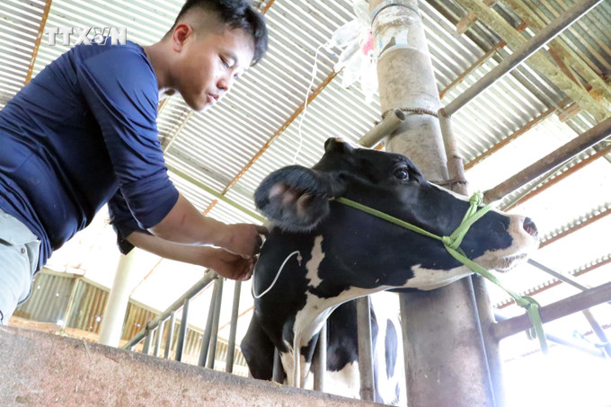 Anh Đỗ Thanh Việt, nhân viên thú y tự do cho biết anh em đã quá kiệt sức vì khối lượng công việc quá nhiều. Ảnh: Chu Quốc Hùng - TTXVN vna_potal_bo_tiep_tuc_chet_hang_loat_chua_ro_nguyen_nhan_o_vung_bo_sua_lam_dong_7528481.jpg
