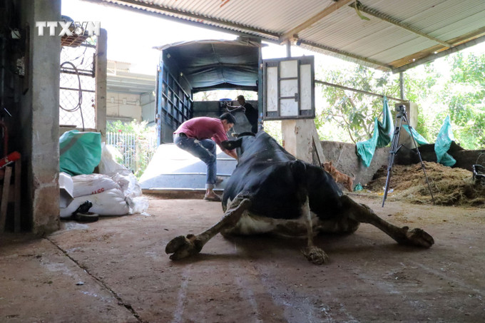Gia đình anh Đình Sỹ Dũng ở thôn Lạc Trường, xã Tu Tra phải thuê xe kéo con bò gần 800 kg đi tiêu hủy. Ảnh: Chu Quốc Hùng - TTXVN vna_potal_bo_tiep_tuc_chet_hang_loat_chua_ro_nguyen_nhan_o_vung_bo_sua_lam_dong_7528478.jpg
