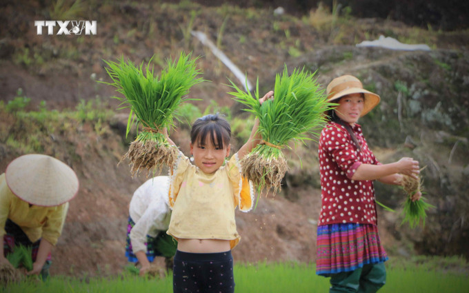 Trẻ em Mông theo mẹ lên ruộng bậc thang vào mùa cấy. Ảnh: Nguyễn Oanh-TTXVN vna_potal_du_lich_viet_nam_ruong_bac_thang_khun_ha_vao_mua_nuoc_do_7417963.jpg