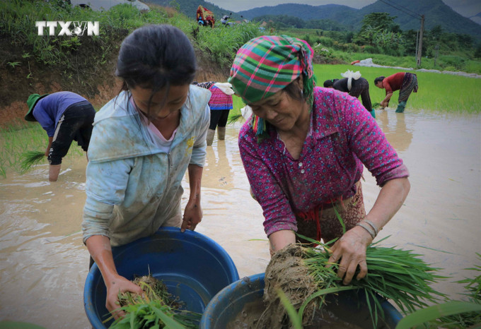 Những gia đình người Mông tập trung nhân lực, đổi công cho nhau để cấy kịp thời vụ. Ảnh: Nguyễn Oanh-TTXVN vna_potal_du_lich_viet_nam_ruong_bac_thang_khun_ha_vao_mua_nuoc_do_7417962.jpg