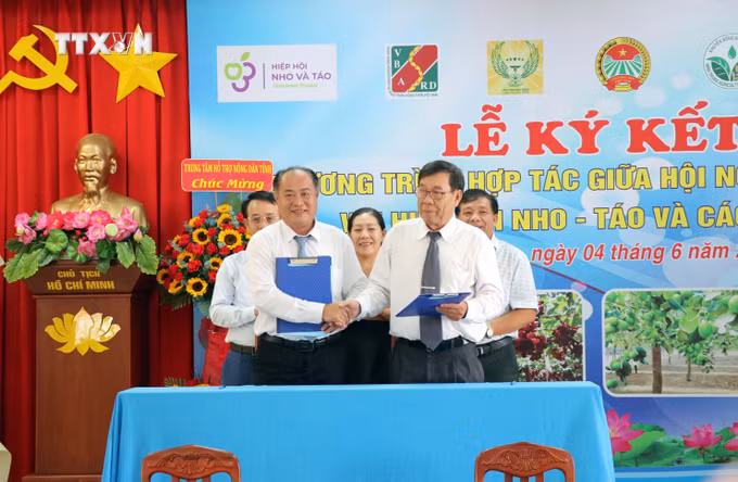 vna_potal_ky_ket_ho_tro_thuc_day_phat_trien_san_xuat_va_che_bien_nho_tao_ninh_thuan_7412599.jpg