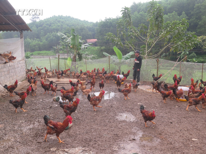 Anh Liểu Văn Hoàn ở xóm Suối Lửa, xã Tân Thành chuẩn bị xuất bán lứa gà 350 con được nhận hỗ trợ từ dự án giảm nghèo. Ảnh: Thu Hằng-TTXVN vna_potal_hieu_qua_tu_giam_ngheo_o_huyen_phu_binh_thai_nguyen__7280185.jpg