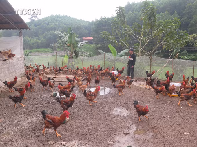 vna_potal_hieu_qua_tu_giam_ngheo_o_huyen_phu_binh_thai_nguyen__7280185.jpg