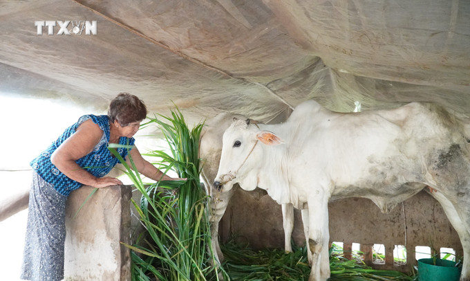 Hộ bà Dương Thị Lụa, ấp Đồng Cơ, xã Vĩnh Phú (Giang Thành, Kiên Giang) được hỗ trợ 2 con bò và vốn nuôi thỏ để nuôi vươn lên thoát nghèo. Ảnh: Văn Sĩ - TTXVN vna_potal_huyen_bien_gioi_giang_thanh_kien_giang_no_luc_giam_ngheo_ben_vung_7618010.jpg