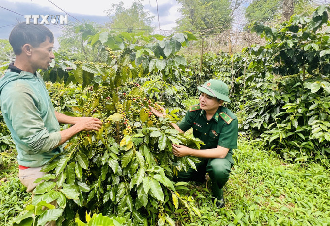 Thiếu tá Nguyễn Văn Bằng hỗ trợ người dân thí điểm mô hình trồng cà phê hữu cơ. Ảnh: Nguyên Linh-TTXVN vna_potal_nguoi_linh_bien_phong_quang_tri_mang_mua_vang_no_am_den_dan_ban_7647716.jpg