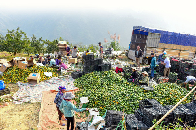 Năm 2023, người trồng cam ở huyện Hàm Yên đón mùa “cam ngọt” với hơn 4.800 ha cho thu hoạch, năng suất bình quân 140 tạ/ha, sản lượng 67.700 tấn. Ảnh: Quang Cường 5-cam Ham Yen-quang cuong.jpg