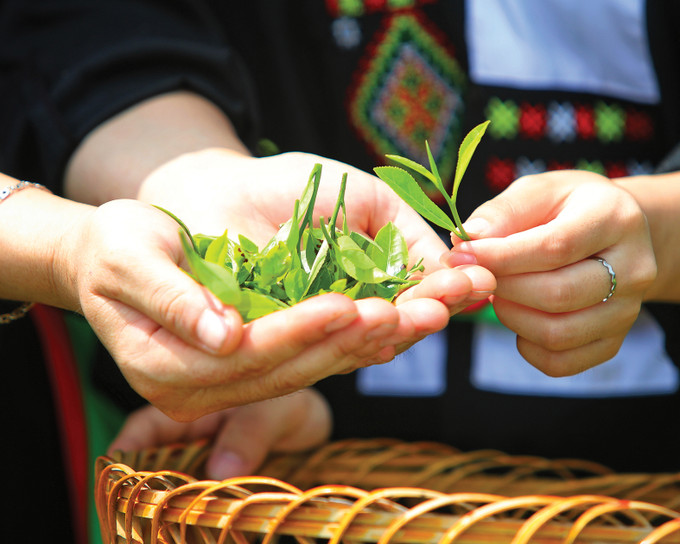 Du khách trải nghiệm hoạt động hái chè tại điểm du lịch cộng đồng bản Ven. Ảnh: Danh Lam BG1.jpeg