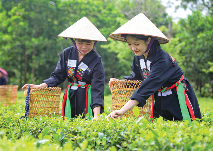Với nhiều du khách, bản Ven hấp dẫn bởi nơi đây có không khí trong lành, đồi chè và đi lại khá thuận lợi. Ảnh: Danh Lam BG8.jpeg