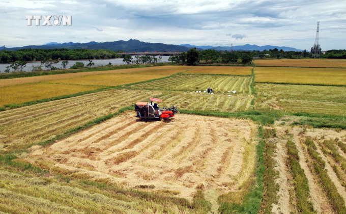 Hiện toàn tỉnh Quảng Bình đang tập trung thu hoạch lúa vụ Hè Thu 2024. Ảnh: Tá Chuyên - TTXVN vna_potal_quang_binh_xay_dung_chuoi_lien_ket_xoa_tinh_trang_bo_hoang_lua_vu_he_thu_7549593.jpg