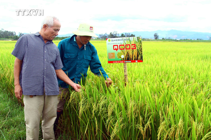 Người dân xã Đại Trạch, huyện Bố Trạch (Quảng Bình) phấn khởi khi lúa vụ Hè Thu 2024 được mùa được giá. Ảnh: Tá Chuyên - TTXVN vna_potal_quang_binh_xay_dung_chuoi_lien_ket_xoa_tinh_trang_bo_hoang_lua_vu_he_thu_7549585.jpg